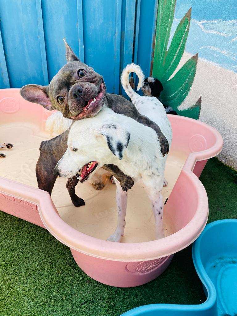 My Buddy Pet Care Best pet care in Dubai